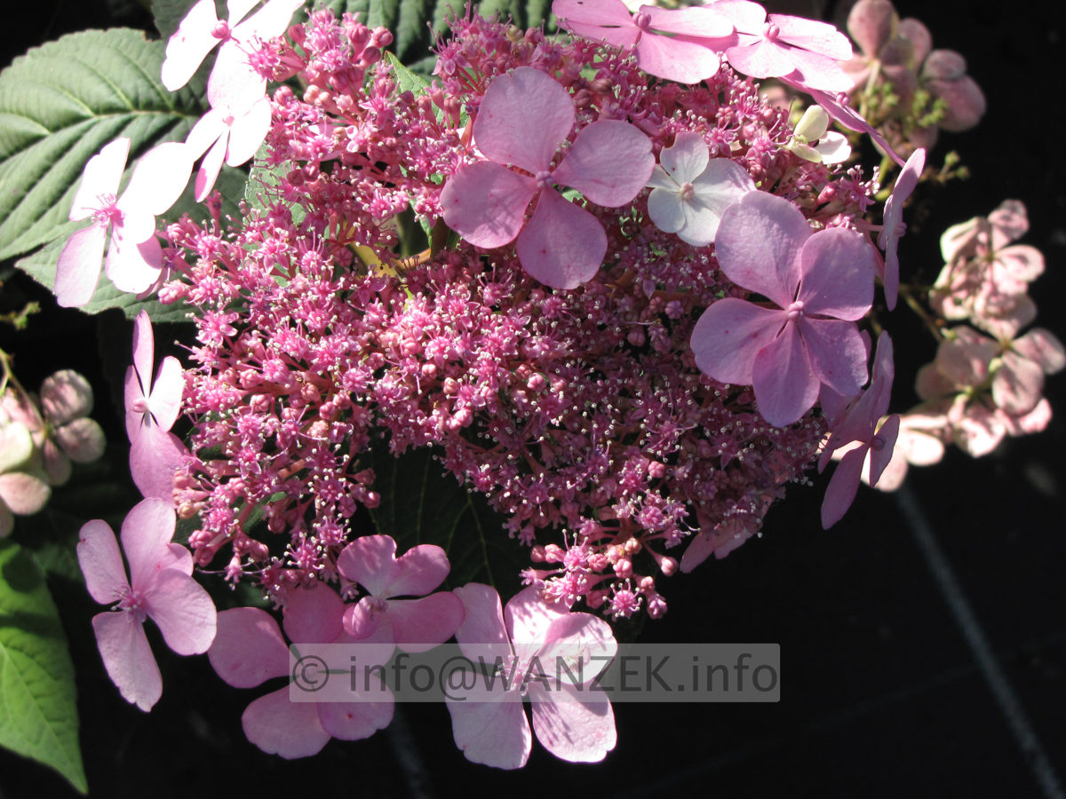 Hydrangea serrata Blue Bird 02.JPG